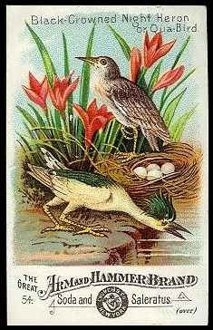 54 Black-Crowned Night Heron or Qua-Bird